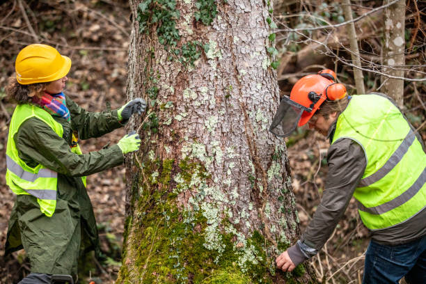 Best Tree Risk Assessment  in USA